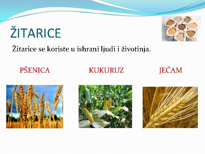 ŽITARICE Žitarice se koriste u ishrani ljudi i životinja. PŠENICA KUKURUZ JEČAM 