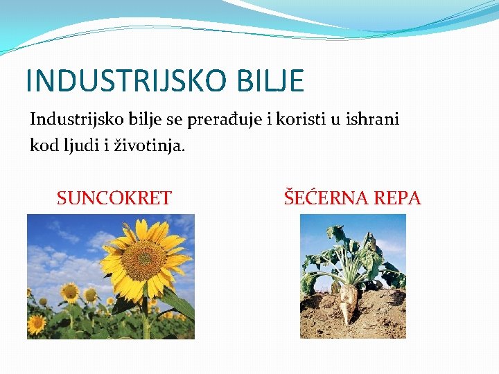 INDUSTRIJSKO BILJE Industrijsko bilje se prerađuje i koristi u ishrani kod ljudi i životinja.