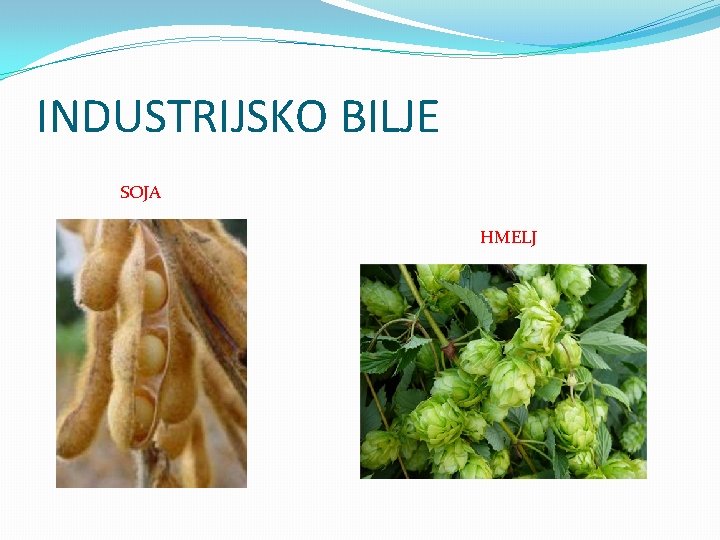 INDUSTRIJSKO BILJE SOJA HMELJ 