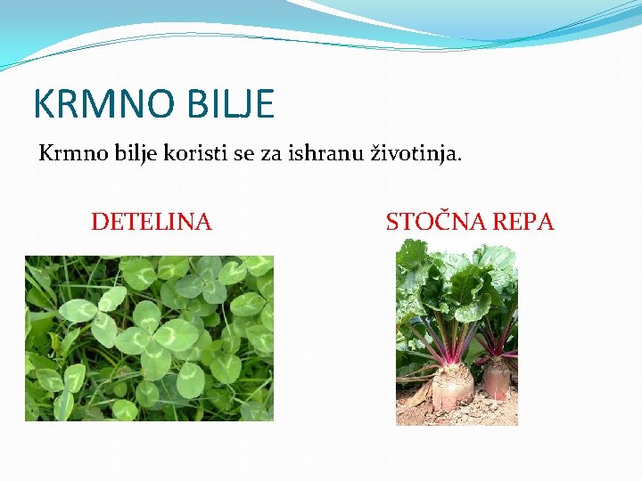 KRMNO BILJE Krmno bilje koristi se za ishranu životinja. DETELINA STOČNA REPA 