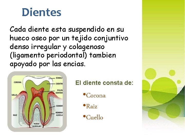 Dientes Cada diente esta suspendido en su hueco oseo por un tejido conjuntivo denso