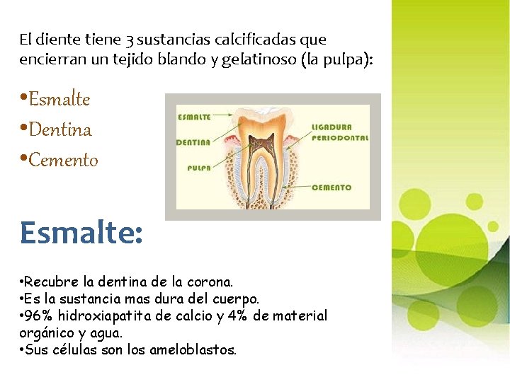 El diente tiene 3 sustancias calcificadas que encierran un tejido blando y gelatinoso (la