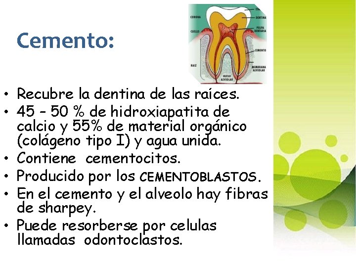 Cemento: • Recubre la dentina de las raíces. • 45 – 50 % de