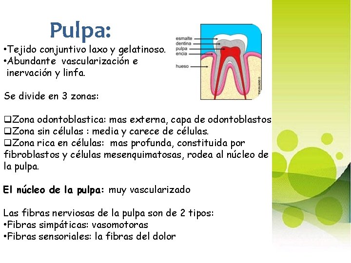 Pulpa: • Tejido conjuntivo laxo y gelatinoso. • Abundante vascularización e inervación y linfa.