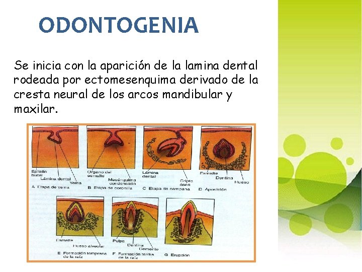 ODONTOGENIA Se inicia con la aparición de la lamina dental rodeada por ectomesenquima derivado