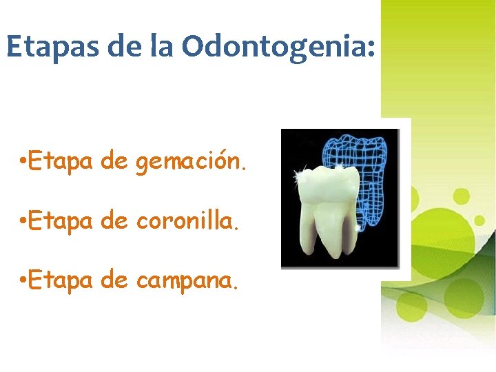 Etapas de la Odontogenia: • Etapa de gemación. • Etapa de coronilla. • Etapa