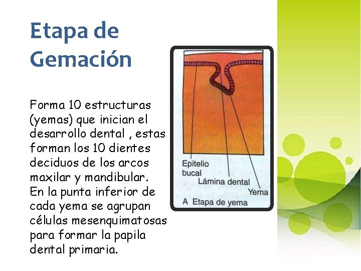 Etapa de Gemación Forma 10 estructuras (yemas) que inician el desarrollo dental , estas