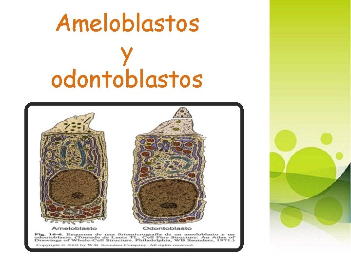 Ameloblastos y odontoblastos 