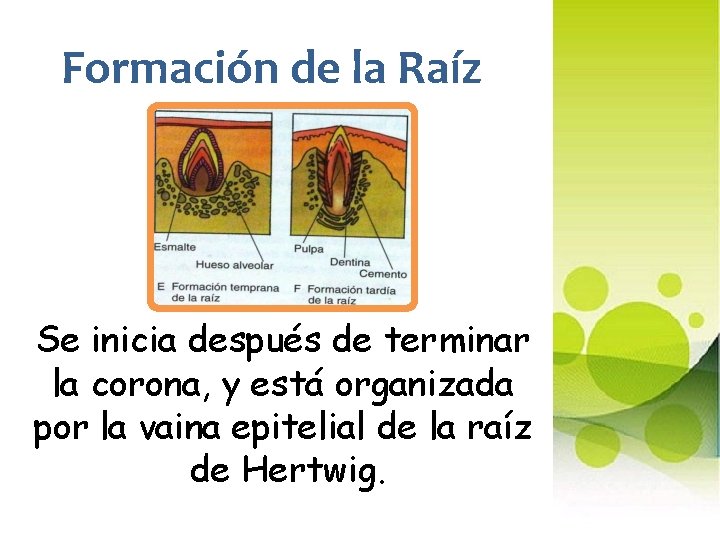 Formación de la Raíz Se inicia después de terminar la corona, y está organizada