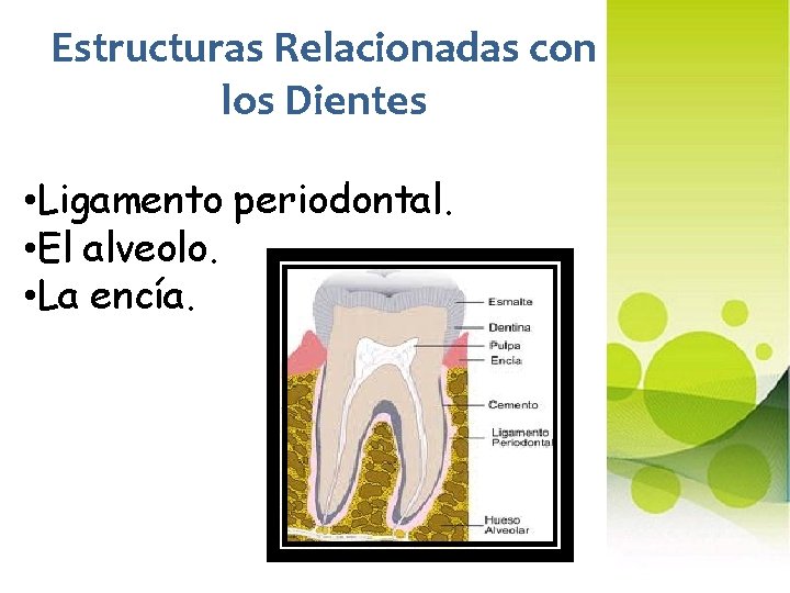 Estructuras Relacionadas con los Dientes • Ligamento periodontal. • El alveolo. • La encía.