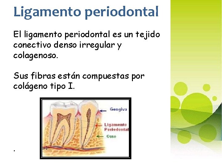 Ligamento periodontal El ligamento periodontal es un tejido conectivo denso irregular y colagenoso. Sus