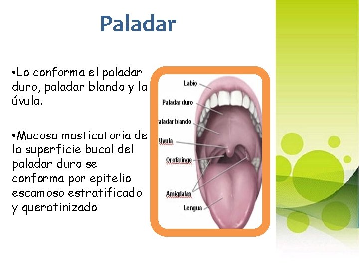 Paladar • Lo conforma el paladar duro, paladar blando y la úvula. • Mucosa