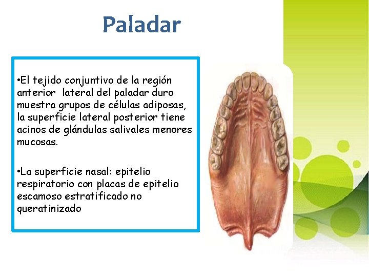 Paladar • El tejido conjuntivo de la región anterior lateral del paladar duro muestra