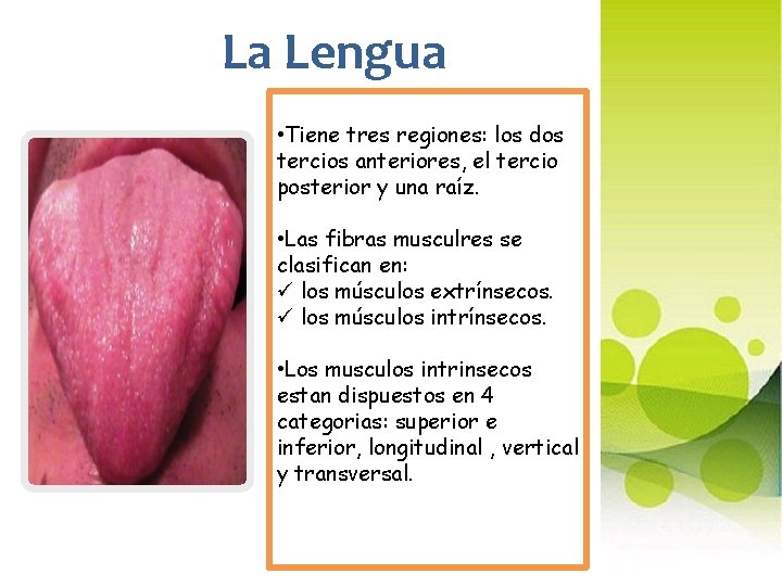 La Lengua • Tiene tres regiones: los dos tercios anteriores, el tercio posterior y