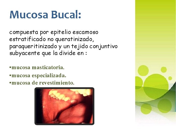 Mucosa Bucal: compuesta por epitelio escamoso estratificado no queratinizado, paraqueritinizado y un tejido conjuntivo