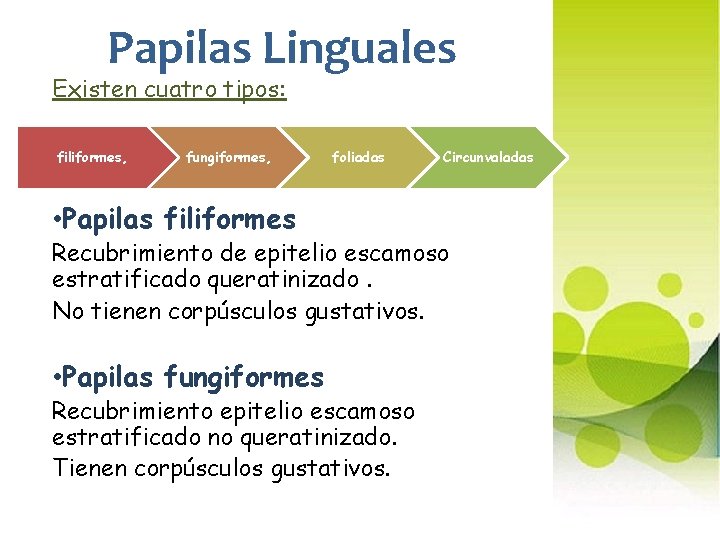 Papilas Linguales Existen cuatro tipos: filiformes, fungiformes, foliadas • Papilas filiformes Circunvaladas Recubrimiento de