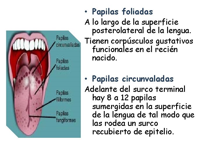  • Papilas foliadas A lo largo de la superficie posterolateral de la lengua.