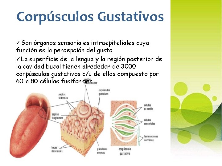 Corpúsculos Gustativos üSon órganos sensoriales intraepiteliales cuya función es la percepción del gusto. üLa