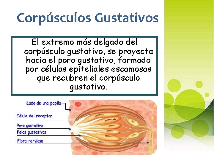 Corpúsculos Gustativos El extremo más delgado del corpúsculo gustativo, se proyecta hacia el poro