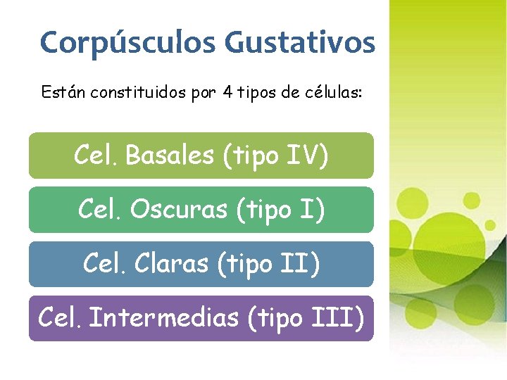 Corpúsculos Gustativos Están constituidos por 4 tipos de células: Cel. Basales (tipo IV) Cel.