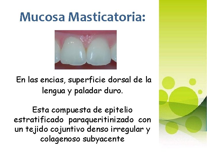 Mucosa Masticatoria: En las encias, superficie dorsal de la lengua y paladar duro. Esta