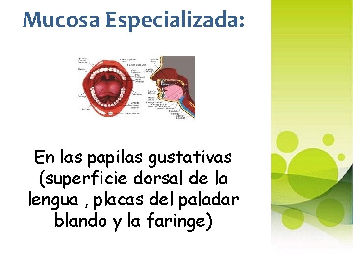 Mucosa Especializada: En las papilas gustativas (superficie dorsal de la lengua , placas del