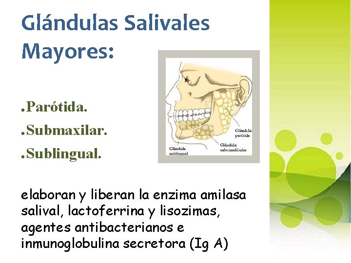 Glándulas Salivales Mayores: . Parótida. . Submaxilar. . Sublingual. elaboran y liberan la enzima