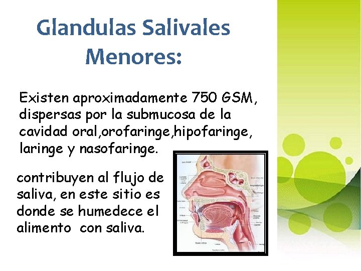 Glandulas Salivales Menores: Existen aproximadamente 750 GSM, dispersas por la submucosa de la cavidad