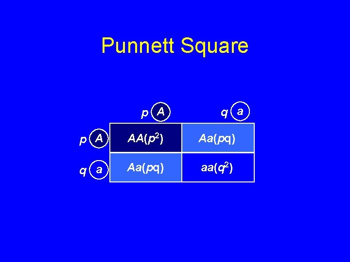 Punnett Square p A q a p A AA(p 2) Aa(pq) q a Aa(pq)