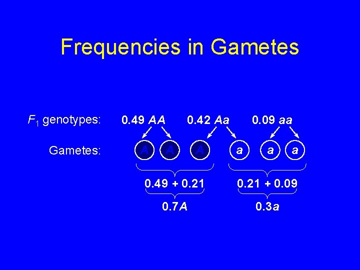Frequencies in Gametes F 1 genotypes: Gametes: 0. 49 AA A 0. 42 Aa