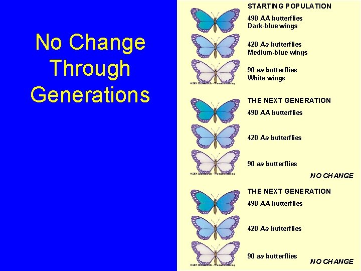 STARTING POPULATION No Change Through Generations 490 AA butterflies Dark-blue wings 420 Aa butterflies