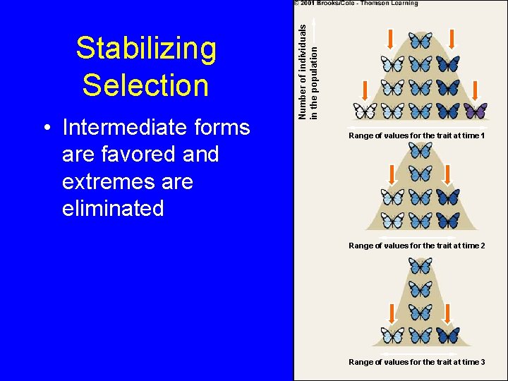  • Intermediate forms are favored and extremes are eliminated Number of individuals in