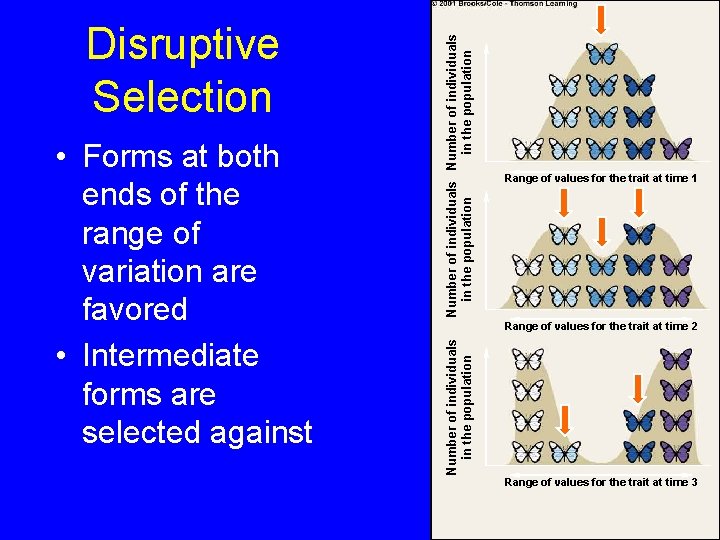 Number of individuals in the population • Forms at both ends of the range