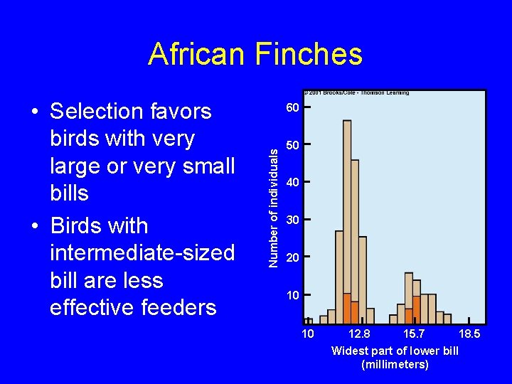 African Finches 60 Number of individuals • Selection favors birds with very large or