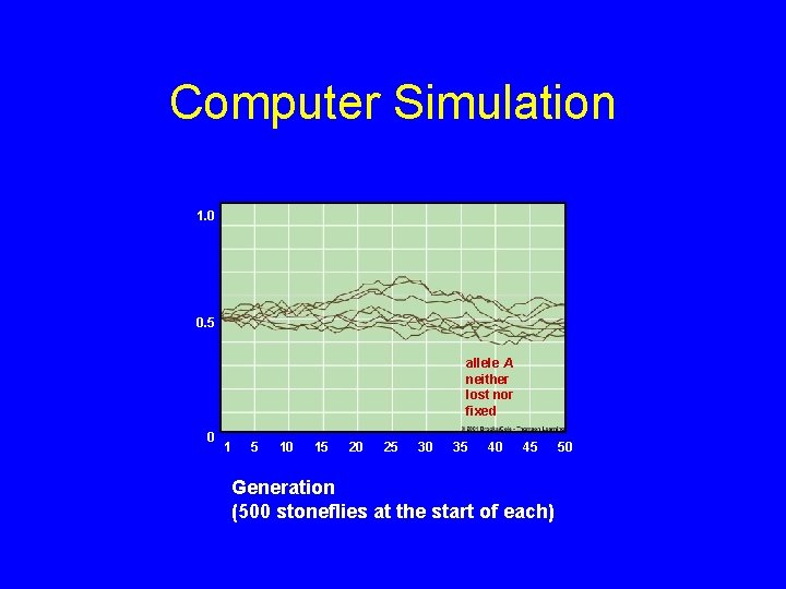 Computer Simulation 1. 0 0. 5 allele A neither lost nor fixed 0 1
