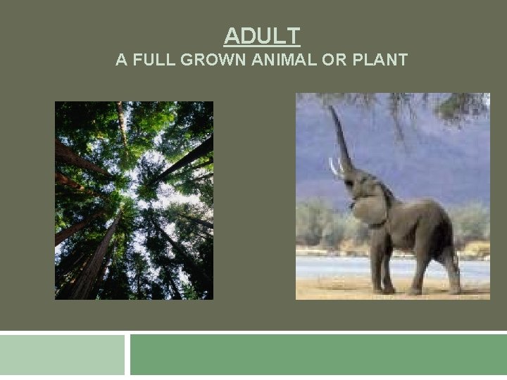 ADULT A FULL GROWN ANIMAL OR PLANT 