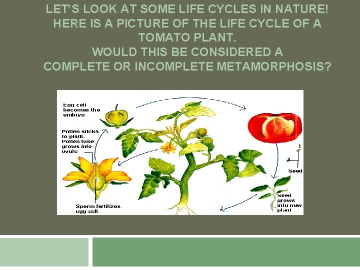 LET’S LOOK AT SOME LIFE CYCLES IN NATURE! HERE IS A PICTURE OF THE
