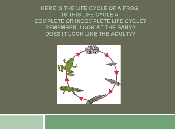 HERE IS THE LIFE CYCLE OF A FROG. IS THIS LIFE CYCLE A COMPLETE