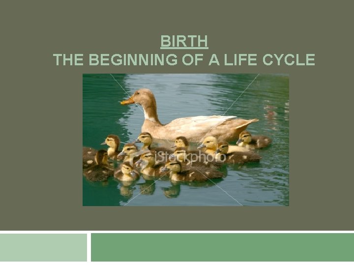 BIRTH THE BEGINNING OF A LIFE CYCLE 