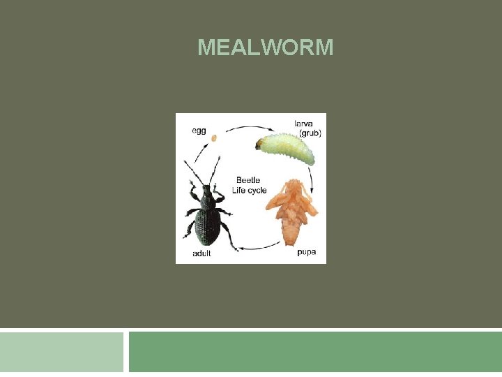 MEALWORM 