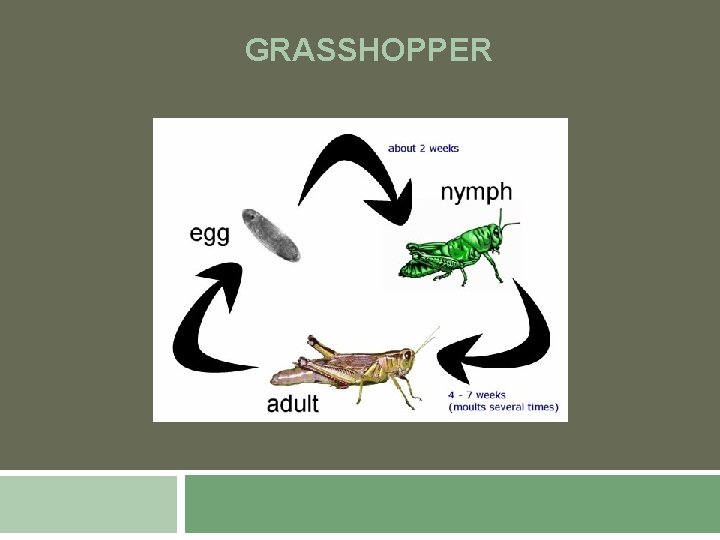 GRASSHOPPER 