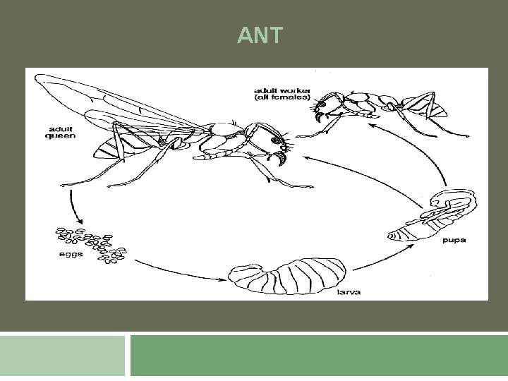 ANT 