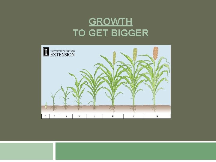 GROWTH TO GET BIGGER 