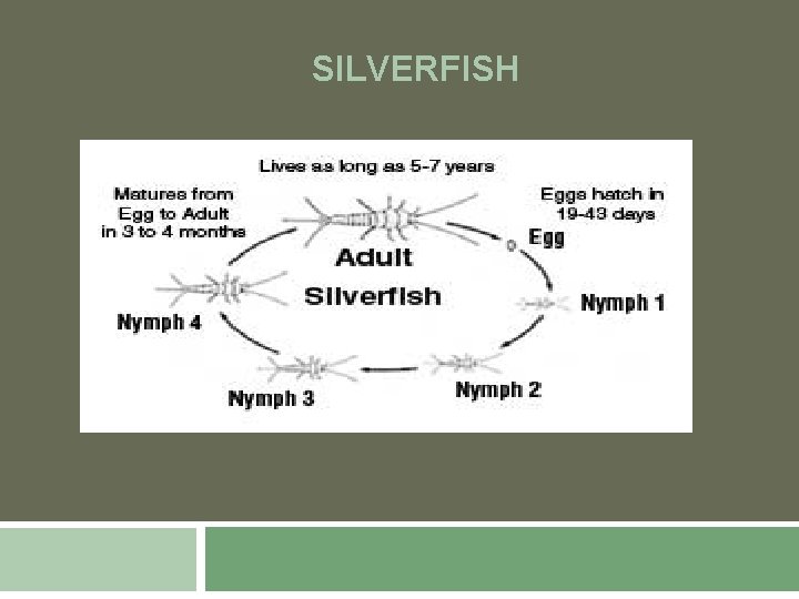 SILVERFISH 