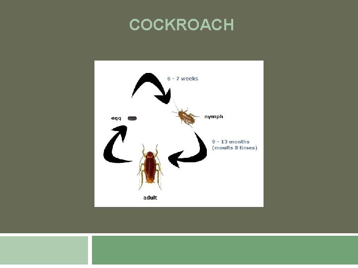 COCKROACH 