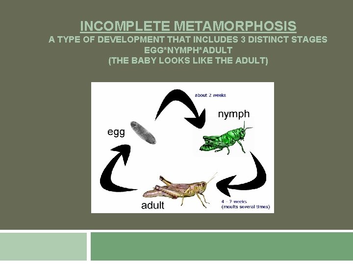 INCOMPLETE METAMORPHOSIS A TYPE OF DEVELOPMENT THAT INCLUDES 3 DISTINCT STAGES EGG*NYMPH*ADULT (THE BABY