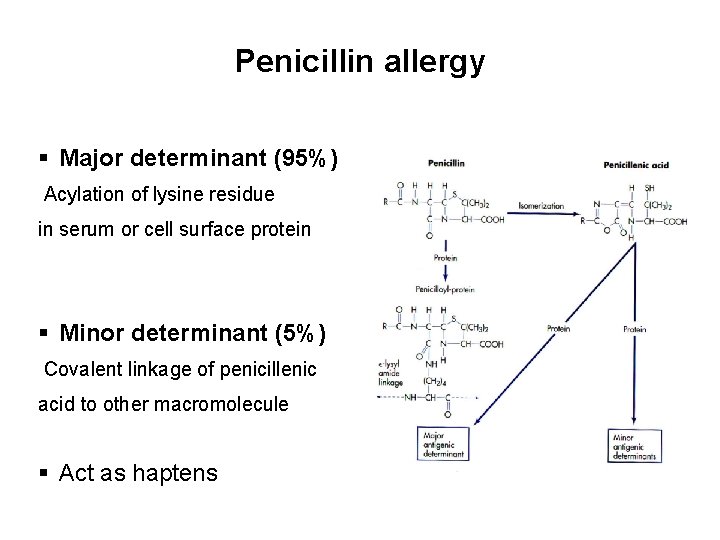 Penicillin allergy § Major determinant (95%) Acylation of lysine residue in serum or cell