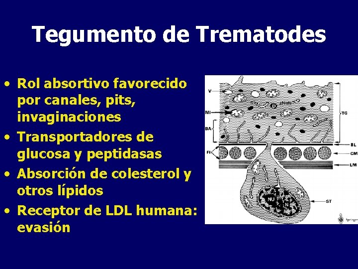 Tegumento de Trematodes • Rol absortivo favorecido por canales, pits, invaginaciones • Transportadores de