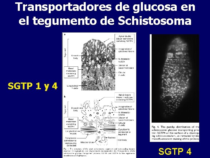 Transportadores de glucosa en el tegumento de Schistosoma SGTP 1 y 4 SGTP 4