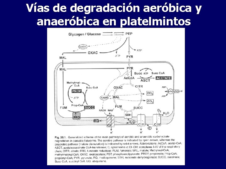 Vías de degradación aeróbica y anaeróbica en platelmintos 